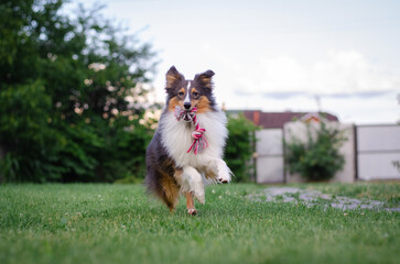 Cute tricolor sheltie dog is playing on the green grass outside. Shetland sheepdog carries a pink rope toy in its mouth