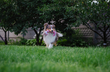 Cute tricolor sheltie dog is playing on the green grass outside. Shetland sheepdog carries a pink...