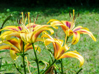 lilies 5