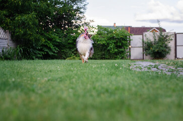 Cute tricolor sheltie dog is playing on the green grass outside. Shetland sheepdog carries a pink...