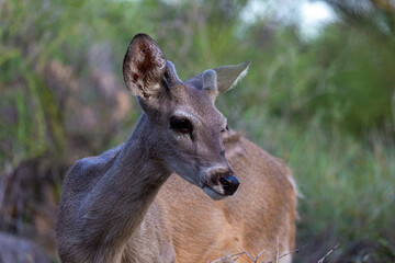 Male Coues whitetail deer, Odocoileus virginianus couesi, a young buck with velvet on his antlers foraging for food in the Sonoran Desert north of Tucson, Arizona, USA.
