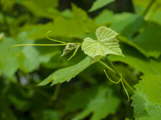 A young branch of grapes on a summer sunny day. Close-up