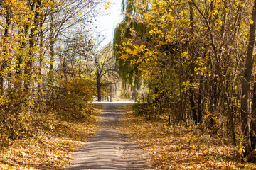 Fototapeta premium beautiful autumn park at sunny weather