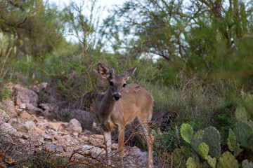 Male Coues whitetail deer, Odocoileus virginianus couesi, a young buck with velvet on his antlers foraging for food in the Sonoran Desert north of Tucson, Arizona, USA.