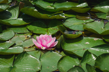 Beautiful pink water lily flowers among green leaves. Lotus flower on water among green leaves. Tender pink nymphaea attraction under the sun's rays