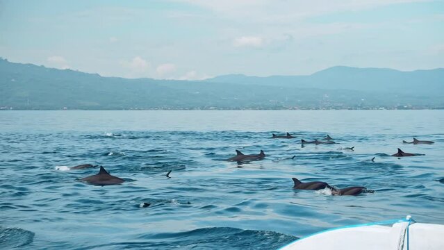 Family of Stenellalongirostris dolphins jumping out of the water in the open clear sea