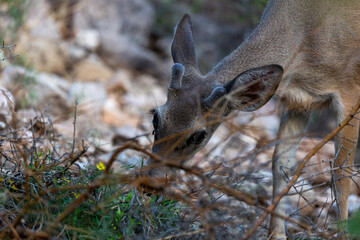 Male Coues whitetail deer, Odocoileus virginianus couesi, a young buck with velvet on his antlers foraging for food in the Sonoran Desert north of Tucson, Arizona, USA.
