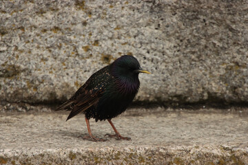 Close Up of European Starling
