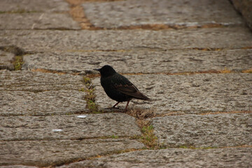 European Starling on Stone Pathway