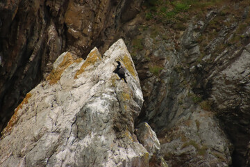 Flapping Cormorant