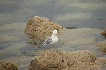 Preening Gull