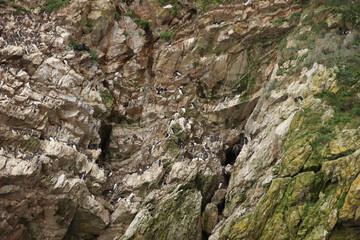 Perching Murre