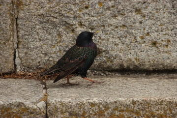 Walking Starling