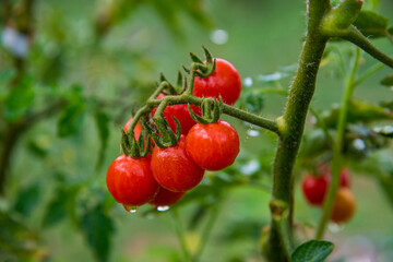 Ripe tomato plant growing in home garden. Healthy Ripe tomato plant growing in home garden. Fresh bunch of red natural tomatoes on a branch in organic vegetable garden, summer time. Healthy organic fo