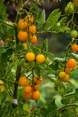 Ripe tomato plant growing in home garden. Fresh bunch of yellow natural tomatoes on a branch in organic vegetable garden, summer time