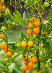 Ripe tomato plant growing in home garden. Fresh bunch of yellow natural tomatoes on a branch in organic vegetable garden