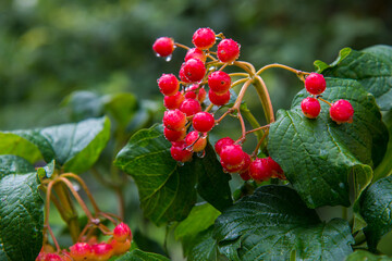 Branches of red viburnum in the rain