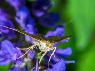 butterfly 195