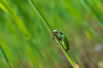 Hyla arborea - Green tree frog on a stalk. The background is green. The photo has a nice bokeh. Wild photo