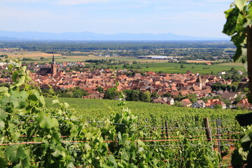 Fototapeta na wymiar Bergheim, dans le vignoble d'Alsace, un des plus beaux villages de France