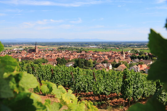 Bergheim, dans le vignoble d'Alsace, un des plus beaux villages de France