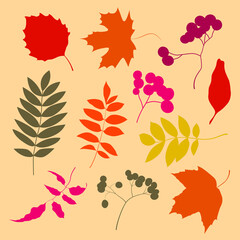 Variety of colorful trendy autumn leaves. Vector illustrations for web, app and print. Elegant shapes floristic isolated gradient leaves. Forest, botanical, minimalistic floral set.