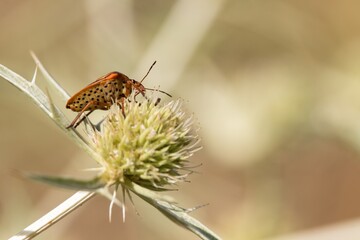 Pentatomidae exclusivo de la cuenca Mediterranea con la parte inferior visible 