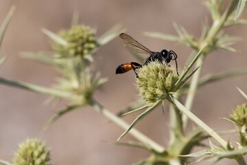 Avispa con aspecto amenazante posado sobre planta de panical cerca del rio Serpis
