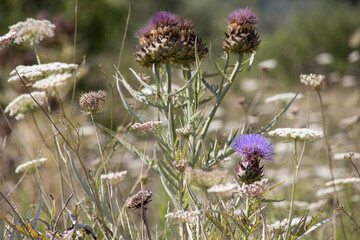 Cardo morado con bokeh entre flores y hierba