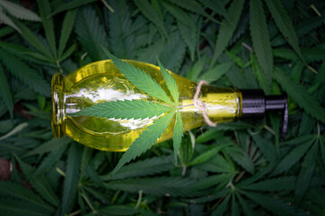 Fototapeta na wymiar Hemp oil with hemp leaves. Top view of medical marijuana buds and hemp oil bottle