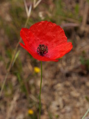 coquelicot