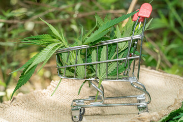 Large leaves and buds of cannabis. Hemp bush and empty space for text