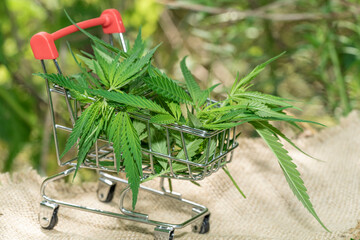 Large leaves and buds of cannabis. Hemp bush and empty space for text