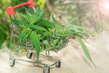 Large leaves and buds of cannabis. Hemp bush and empty space for text