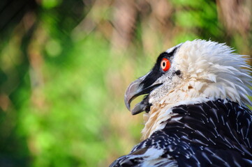 Gypaetus barbatus aureus
