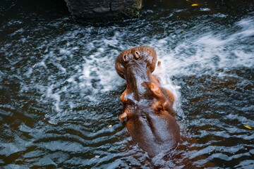 Hippo enjoying flowing water