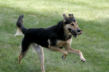 Happy Dog on the Run