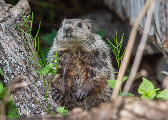 marmot in the grass