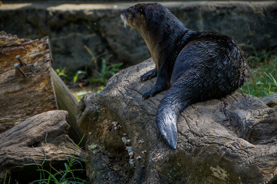 Otter Sitting On Rock At Zoo