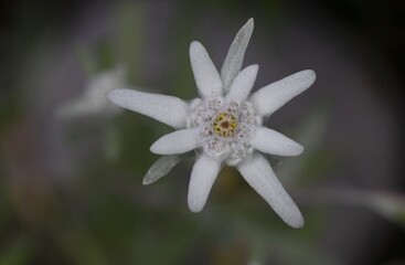 Edelweiss - protected mountain plant, rare flower.