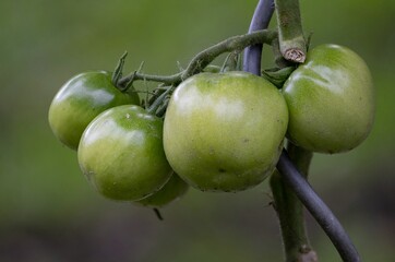 green tomatoes on a vine