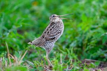 Great snipe. Displaying bird in spring. Gallinago media