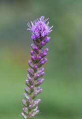 Obraz premium Lavender (Lavandula) Used in medicine, cosmetics and aromatherapy; has anti-inflammatory, antiseptic and repellent effects. The species is widely used in gastronomy as a spice