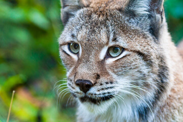 Portrait of a Eurasian lynx with greenish background