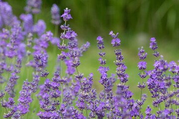 Fototapeta premium Lavender (Lavandula) Used in medicine, cosmetics and aromatherapy; has anti-inflammatory, antiseptic and repellent effects. The species is widely used in gastronomy as a spice