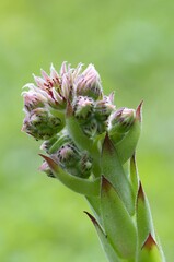 Sempervivum tectorum is a succulent plant from the Crassulaceae family.