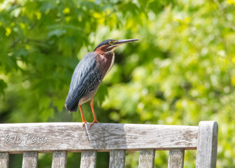 green heron