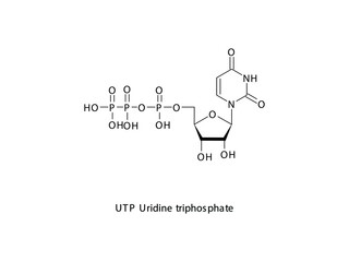 UTP Uridine triphosphate Nucleoside molecular structure on white background. DNA and RNA building block - nitrogenous base, sugar and phosphate.