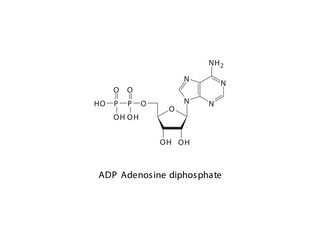 ADP Adenosine diphosphate Nucleoside molecular structure on white background. DNA and RNA building block - nitrogenous base, sugar and phosphate.