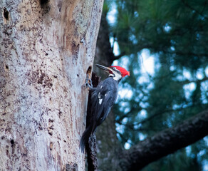 woodpecker on tree